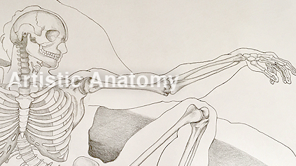 misanodesign art anatomy