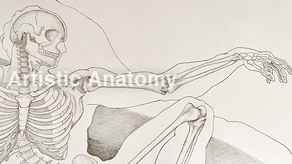 misanodesign art anatomy