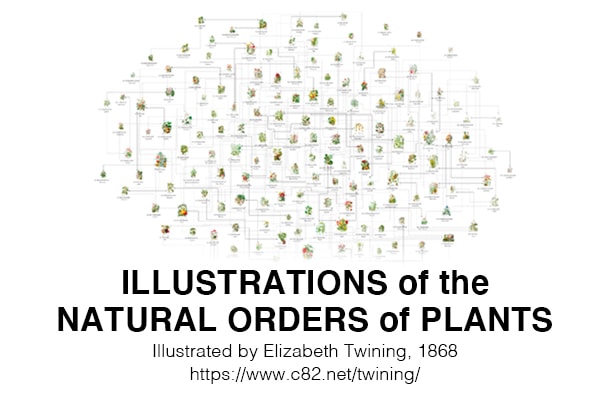 Illustrations of the Natural Orders of Plants